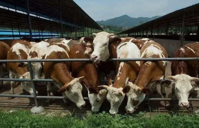 養(yǎng)殖污水處理設(shè)備是如何處理污水并實(shí)現(xiàn)排放達(dá)標(biāo)的？