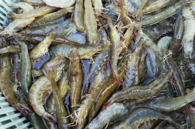 養(yǎng)蝦廢水怎么處理效果好？解決方案！-1
