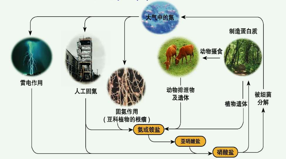 有機(jī)氮怎么轉(zhuǎn)化為氨氮方法(氨氮是有機(jī)氮還是無機(jī)氮) 有機(jī)氮怎么轉(zhuǎn)化為氨氮方法(氨氮是有機(jī)氮還是無機(jī)氮)